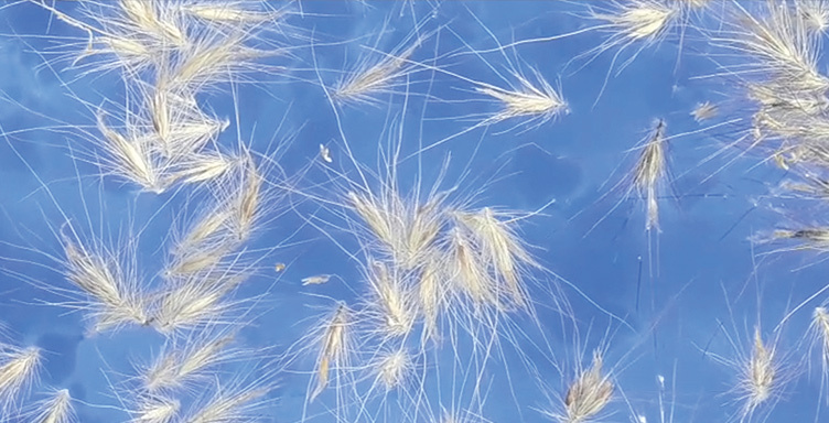 mesogeioserimos_752χ384
